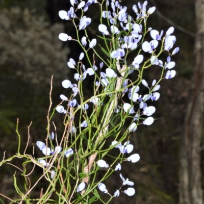 Comesperma volubile (Love Creeper) at Bamarang Nature Reserve - 31 Aug 2020 by plants