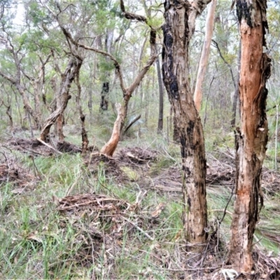 Melaleuca linariifolia (Flax-leaved Paperbark) at Bamarang Nature Reserve - 31 Aug 2020 by plants