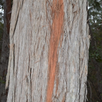 Eucalyptus globoidea (White Stringybark) at Bamarang, NSW - 31 Aug 2020 by plants