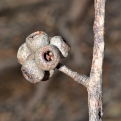 Eucalyptus globoidea at Bamarang, NSW - 1 Sep 2020