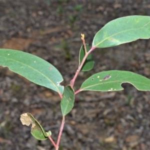 Eucalyptus globoidea at Bamarang, NSW - 1 Sep 2020