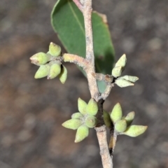 Eucalyptus globoidea at Bamarang, NSW - 1 Sep 2020