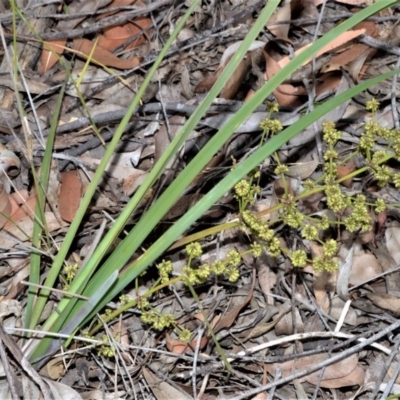 Lomandra multiflora (Many-flowered Matrush) at Bamarang Nature Reserve - 31 Aug 2020 by plants