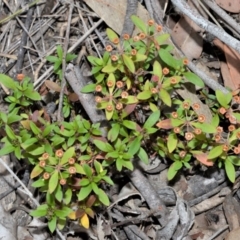 Pomax umbellata (A Pomax) at Bamarang, NSW - 31 Aug 2020 by plants