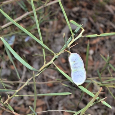 Acacia suaveolens (Sweet Wattle) at Bamarang Nature Reserve - 31 Aug 2020 by plants