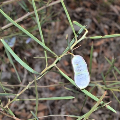Acacia suaveolens (Sweet Wattle) at Bamarang, NSW - 1 Sep 2020 by plants