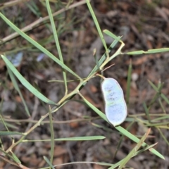 Acacia suaveolens (Sweet Wattle) at Bamarang, NSW - 31 Aug 2020 by plants