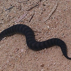 Acanthophis antarcticus at Bournda, NSW - 2 Sep 2020