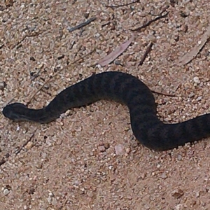 Acanthophis antarcticus at Bournda, NSW - 2 Sep 2020