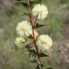 Acacia gunnii (Ploughshare Wattle) at Acton, ACT - 1 Sep 2020 by RWPurdie