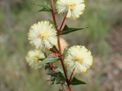 Acacia gunnii (Ploughshare Wattle) at Acton, ACT - 1 Sep 2020 by RWPurdie