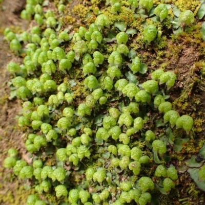 Asterella drummondii (A thallose liverwort) at Acton, ACT - 1 Sep 2020 by RWPurdie