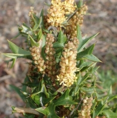 Grevillea ramosissima subsp. ramosissima (Fan Grevillea) at Acton, ACT - 2 Sep 2020 by RWPurdie