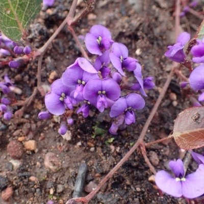 Hardenbergia violacea (False Sarsaparilla) at Acton, ACT - 2 Sep 2020 by RWPurdie