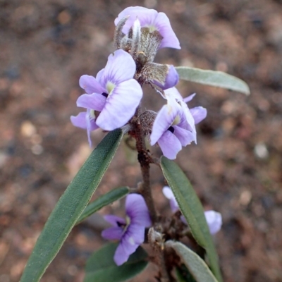 Hovea heterophylla (Common Hovea) at Acton, ACT - 2 Sep 2020 by RWPurdie