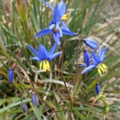 Stypandra glauca (Nodding Blue Lily) at Acton, ACT - 2 Sep 2020 by RWPurdie