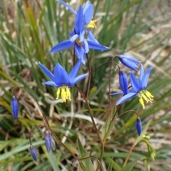 Stypandra glauca (Nodding Blue Lily) at Acton, ACT - 1 Sep 2020 by RWPurdie