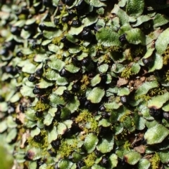 Targionia lorbeeriana (A liverwort) at Acton, ACT - 1 Sep 2020 by RWPurdie