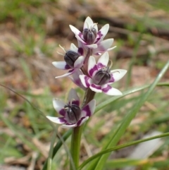 Wurmbea dioica subsp. dioica (Early Nancy) at Downer, ACT - 2 Sep 2020 by RWPurdie