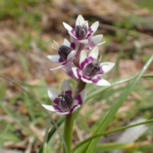 Wurmbea dioica subsp. dioica at Downer, ACT - 2 Sep 2020