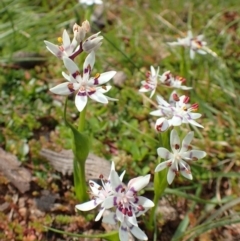 Wurmbea dioica subsp. dioica at Downer, ACT - 2 Sep 2020