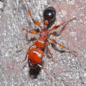 Podomyrma gratiosa at Acton, ACT - 1 Sep 2020