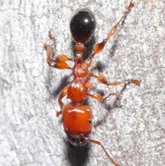 Podomyrma gratiosa at Acton, ACT - 1 Sep 2020