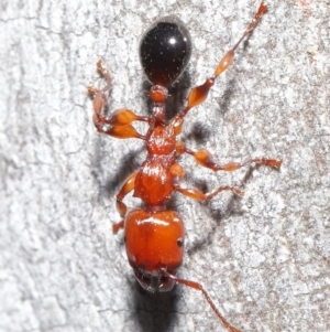 Podomyrma gratiosa at Acton, ACT - 1 Sep 2020