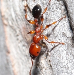 Podomyrma gratiosa at Acton, ACT - 1 Sep 2020