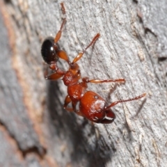 Podomyrma gratiosa at Acton, ACT - 1 Sep 2020