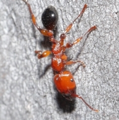 Podomyrma gratiosa at Acton, ACT - 1 Sep 2020