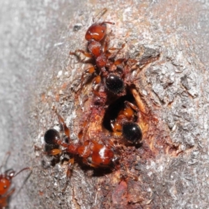 Podomyrma gratiosa at Acton, ACT - 1 Sep 2020