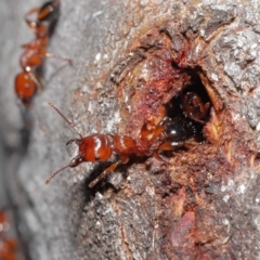 Podomyrma gratiosa at Acton, ACT - 1 Sep 2020