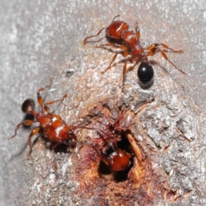 Podomyrma gratiosa at Acton, ACT - 1 Sep 2020