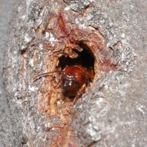 Podomyrma gratiosa at Acton, ACT - 1 Sep 2020