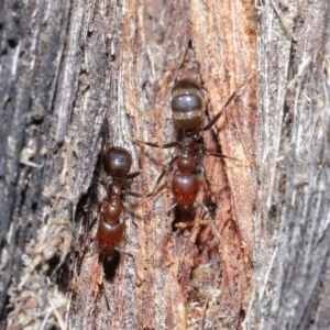 Papyrius nitidus at Downer, ACT - 28 Aug 2020