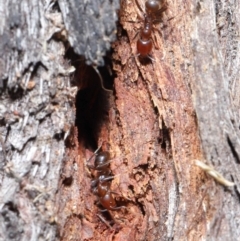 Papyrius nitidus at Downer, ACT - suppressed