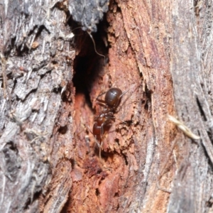 Papyrius nitidus at Downer, ACT - 28 Aug 2020