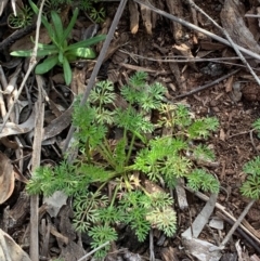 Daucus glochidiatus (Australian Carrot) at Bruce, ACT - 2 Sep 2020 by JVR