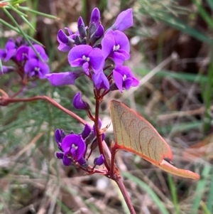 Hardenbergia violacea at Bruce, ACT - 2 Sep 2020