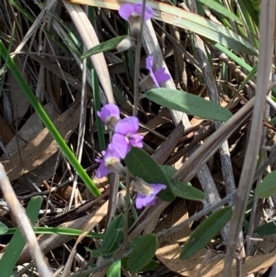 Hovea heterophylla (Common Hovea) at Bruce, ACT - 2 Sep 2020 by JVR