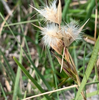 Rytidosperma sp. (Wallaby Grass) at Bruce Ridge to Gossan Hill - 1 Sep 2020 by JVR