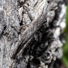 Coryphistes ruricola (Bark-mimicking Grasshopper) at Stromlo, ACT - 2 Sep 2020 by Roger