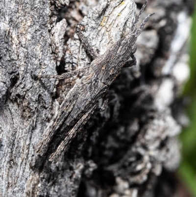 Coryphistes ruricola (Bark-mimicking Grasshopper) at Uriarra Recreation Reserve - 2 Sep 2020 by Roger