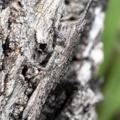 Coryphistes ruricola at Stromlo, ACT - 2 Sep 2020