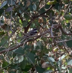 Rhipidura albiscapa (Grey Fantail) at Bruce Ridge to Gossan Hill - 1 Sep 2020 by JVR