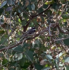 Rhipidura albiscapa (Grey Fantail) at Flea Bog Flat, Bruce - 1 Sep 2020 by JVR