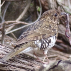 Zoothera lunulata (Bassian Thrush) at Black Range, NSW - 2 Sep 2020 by MatthewHiggins