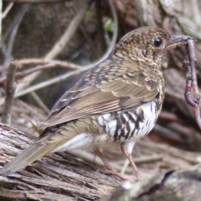 Zoothera lunulata (Bassian Thrush) at Black Range, NSW - 2 Sep 2020 by MatthewHiggins