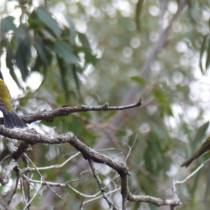 Pachycephala pectoralis at Black Range, NSW - 2 Sep 2020